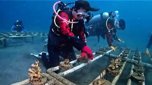 Peringati World Ocean Day, Reeformers Giatkan Transplantasi Karang