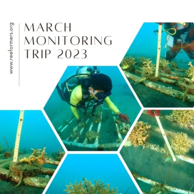 monitoring Maret