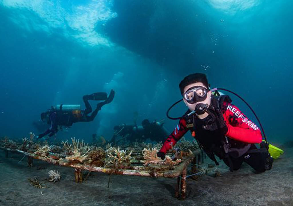 Reeformers telah mentransplantasi 1.760 karang di area seluas 260 meter persegi di Teluk Manado.