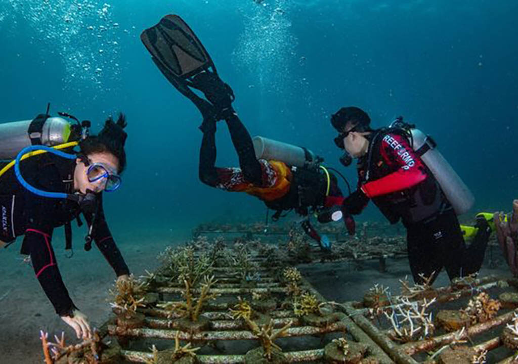 Gerakan pemantauan anak karang yang ditransplantasi di situs Reeformers Reef di Manado.