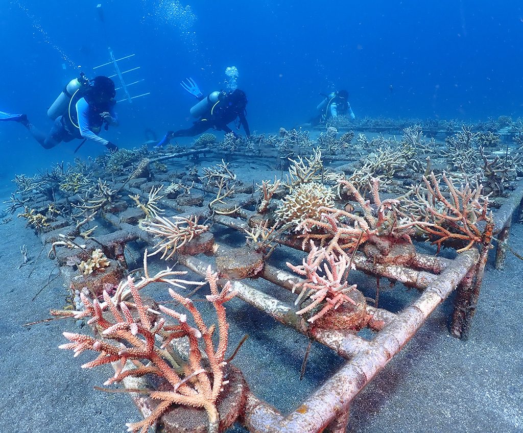 Reeformers menanam tambahan 800 bibit karang di lepas Pantai Malalayang, Manado