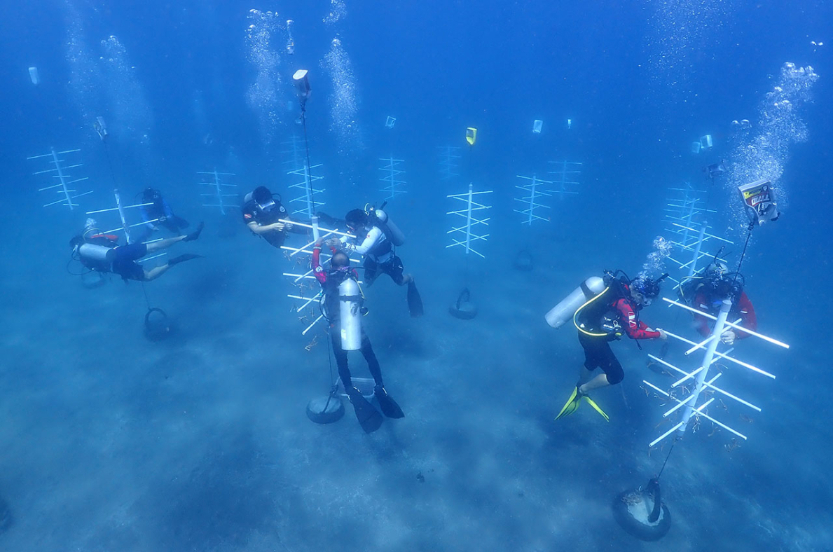 Sebanyak 800 bibit karang yang ditanam kali ini ditransplantasikan pada 16 unit media transplantasi vertikal