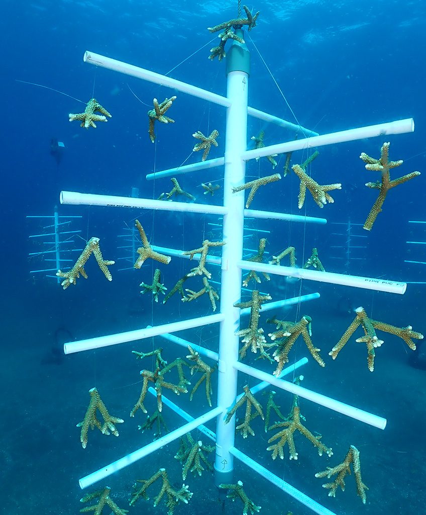 Treeformers adalah sebutan untuk susunan bibit karang yang ditanam Reeformers kali ini