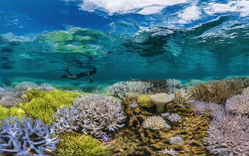 Fluorescing Ocean // Photo Credit: Ocean Image Bank