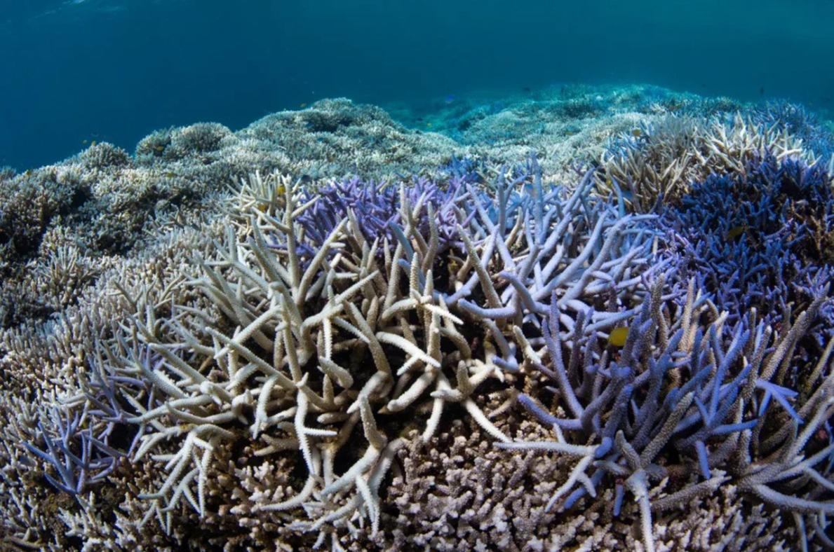 Reef-World Launches New Coral Bleaching Response Toolkit