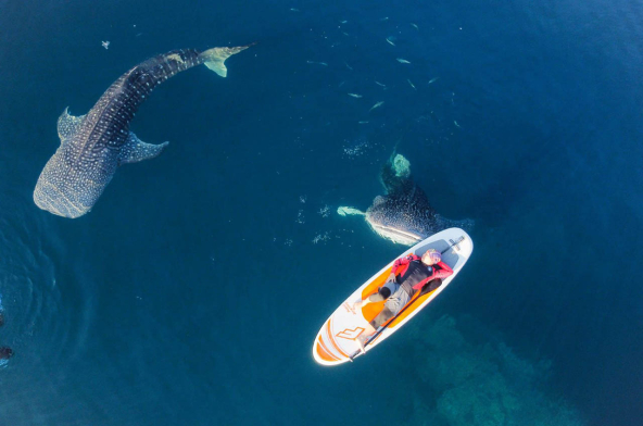 yasher sakita for publishing two whale shark research papers at national and international levels