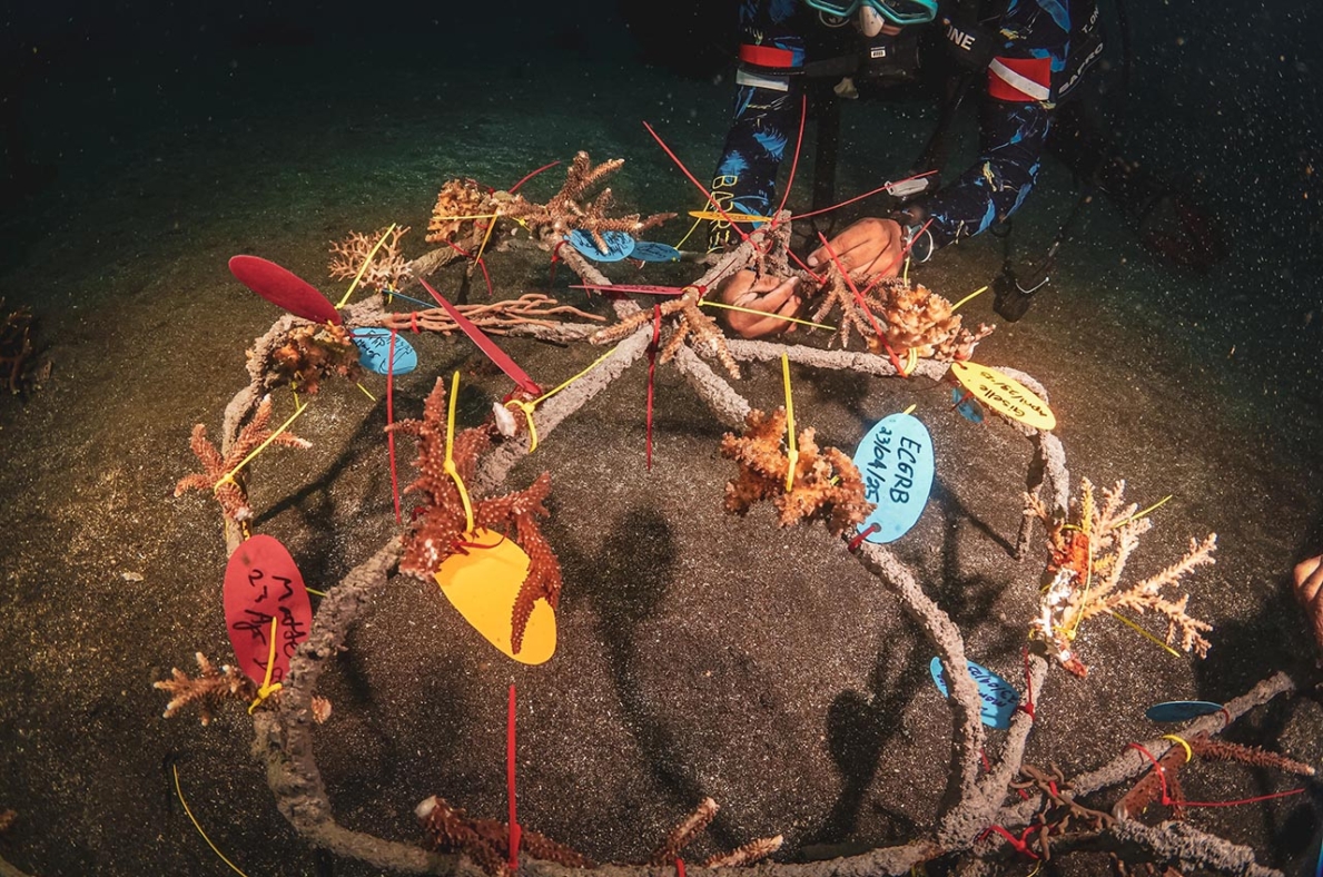 Learning Ocean Conservation with Reeformers