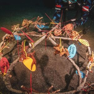 Learning Ocean Conservation with Reeformers