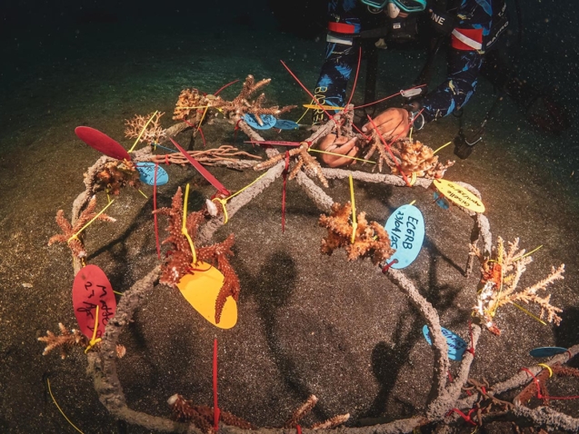 Learning Ocean Conservation with Reeformers