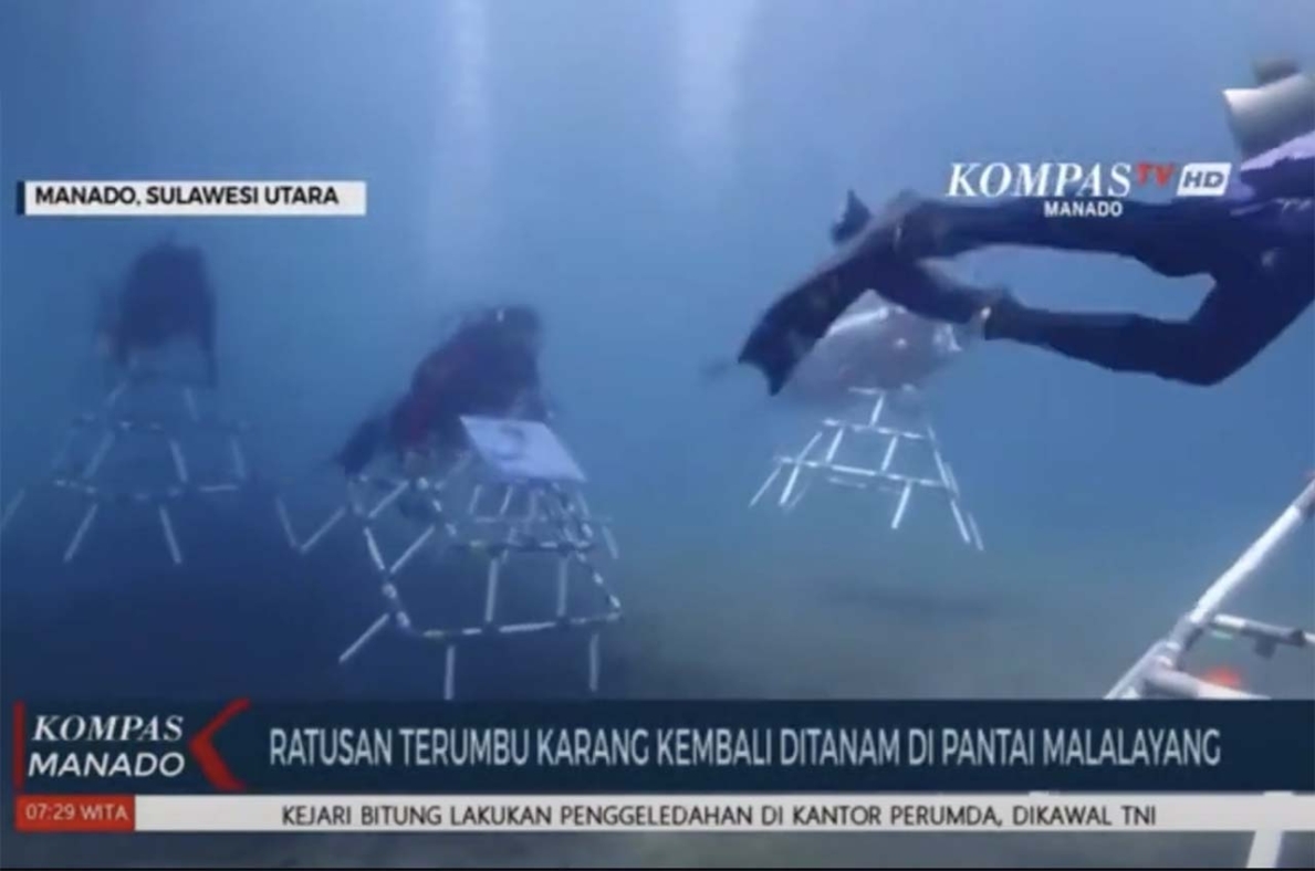 Reformers and Korean Actor's Fan Club Plant 300 Coral Fragments in Manado