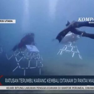 Reformers and Korean Actor's Fan Club Plant 300 Coral Fragments in Manado