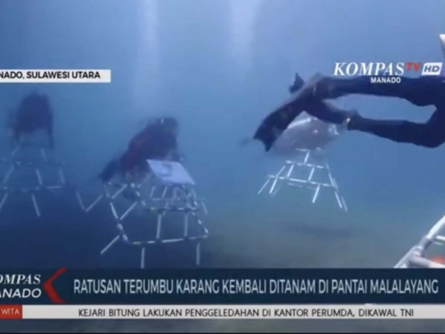 Reformers and Korean Actor's Fan Club Plant 300 Coral Fragments in Manado