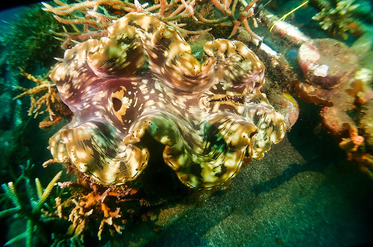 Giant Clams Reappear