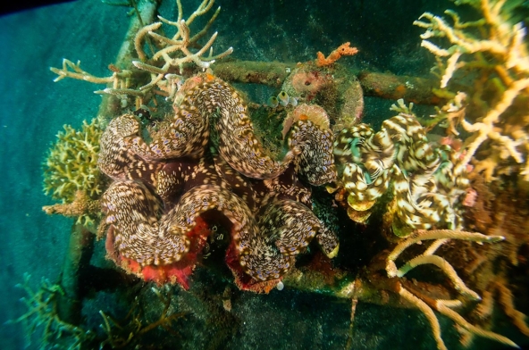 Giant Clams Reappear