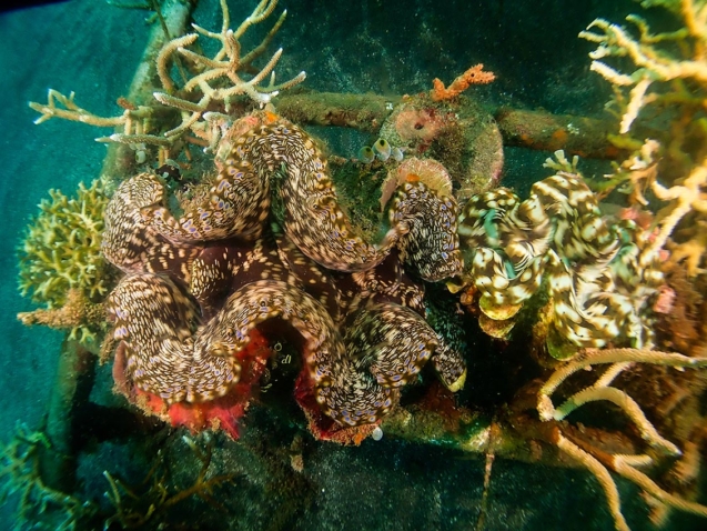 Giant Clams Reappear