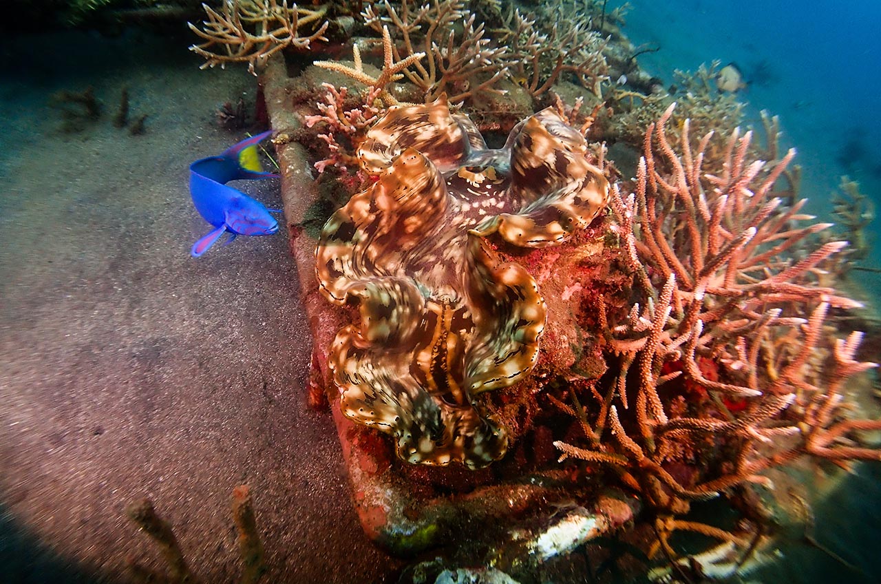 Giant Clams Reappear